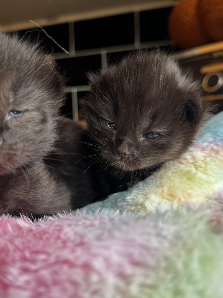 Ragcoon Kittens