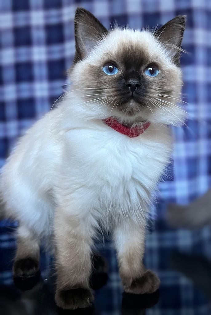 1 Adorable Ragdoll Boy left & Looking for Their Loving Home 