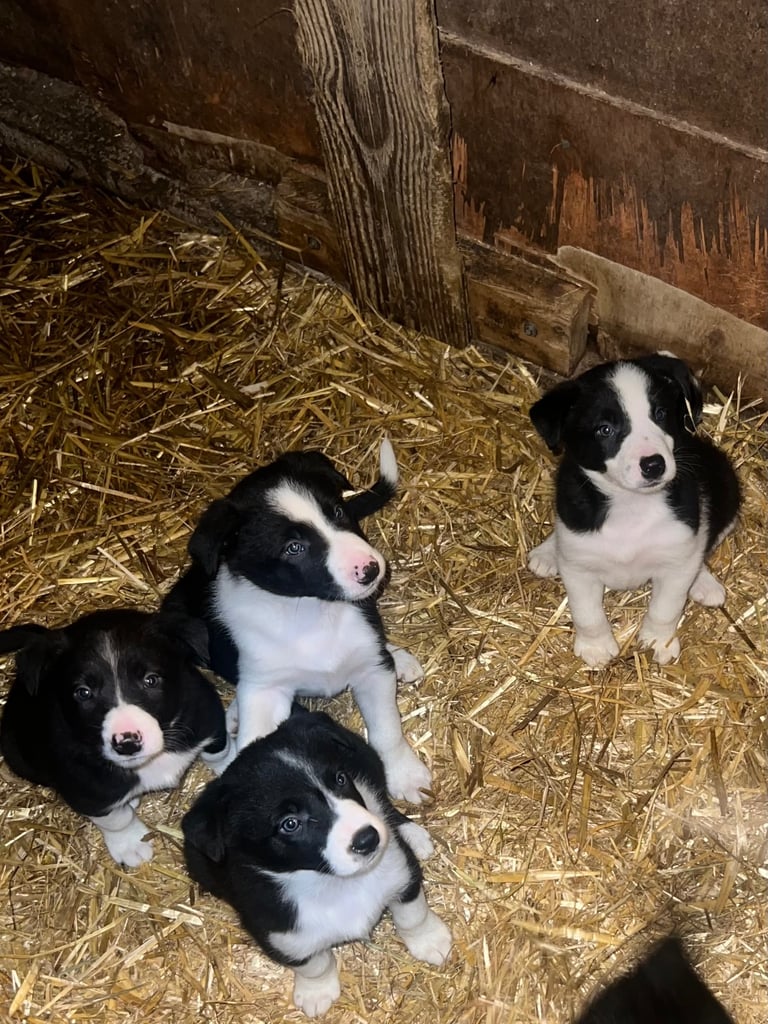 Border Collie Dogs Puppies for Sale in Northern Ireland Gumtree