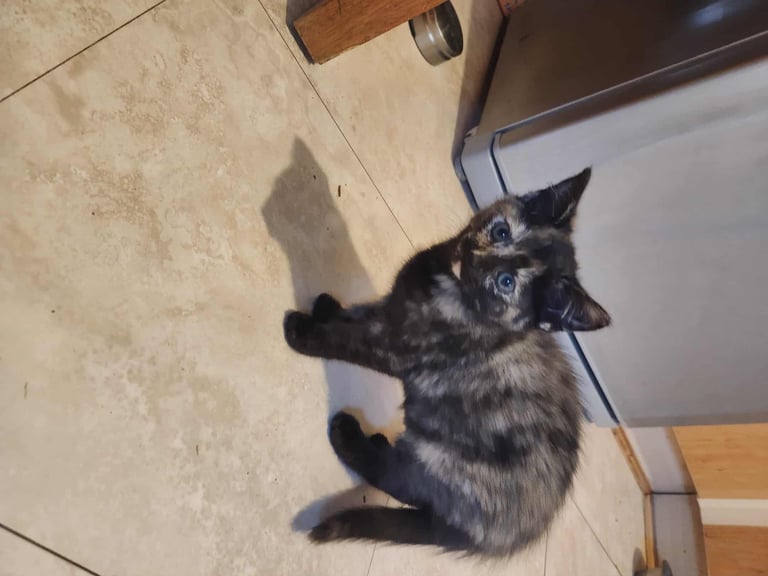 8 kittens looking for new homes