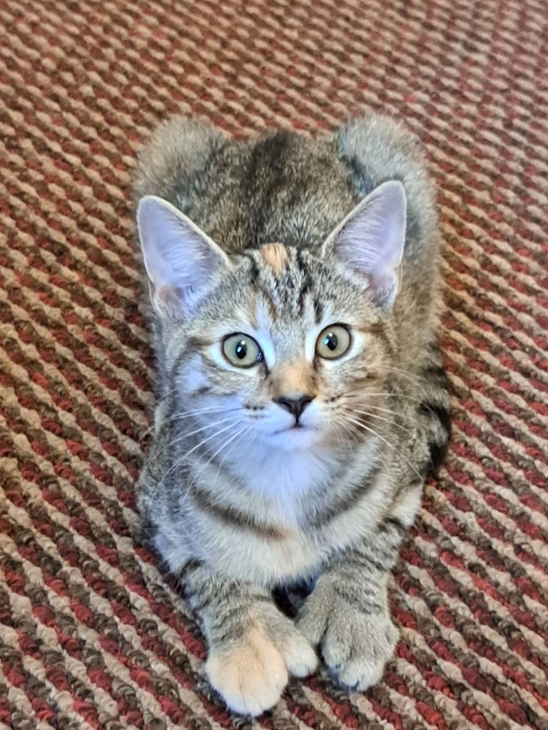 A tabby girl