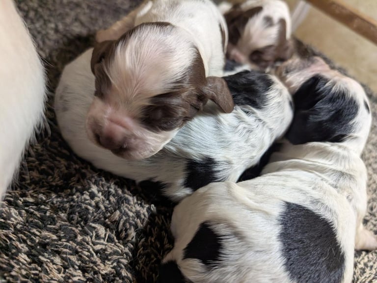 Show Type Cocker Spaniels - KC Registered