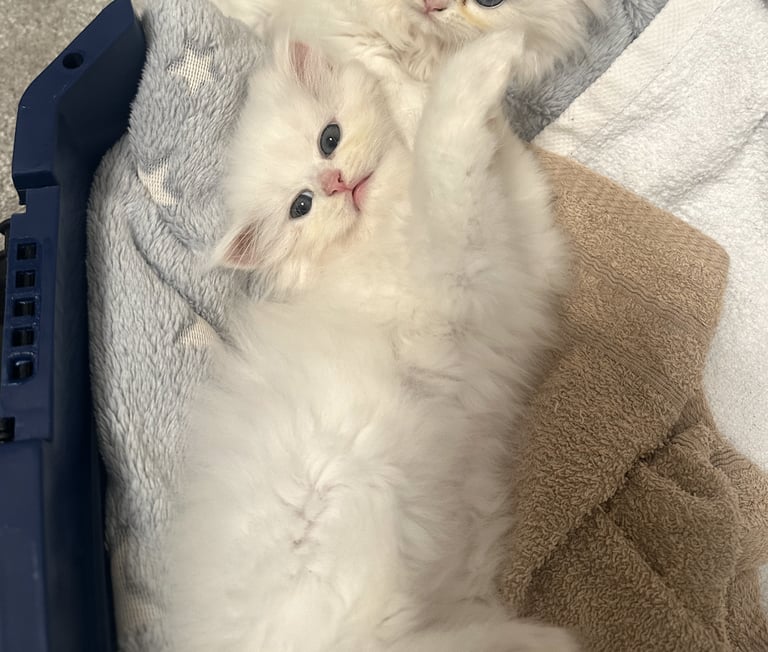 Beautiful Pure Persian White Female Kitten with blue eyes, ready to go in 2 weeks