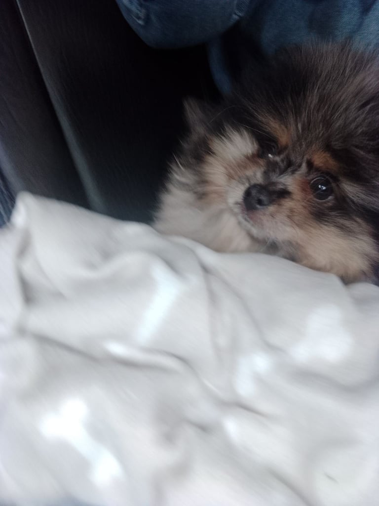 Pomeranian bluemerle