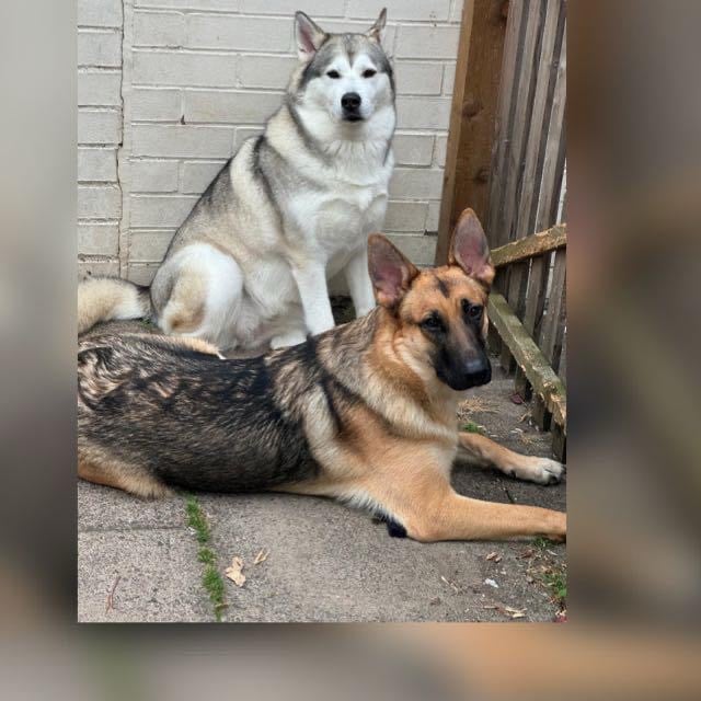 Puppies 