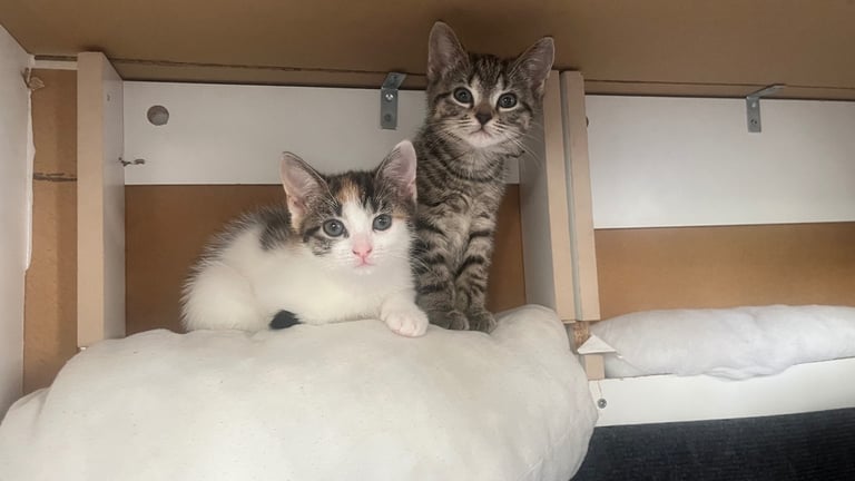 Two female kittens 