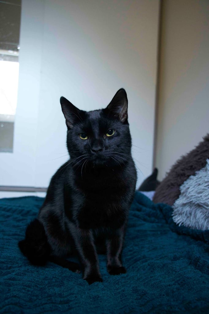 Male Kitten for Sale 9 months