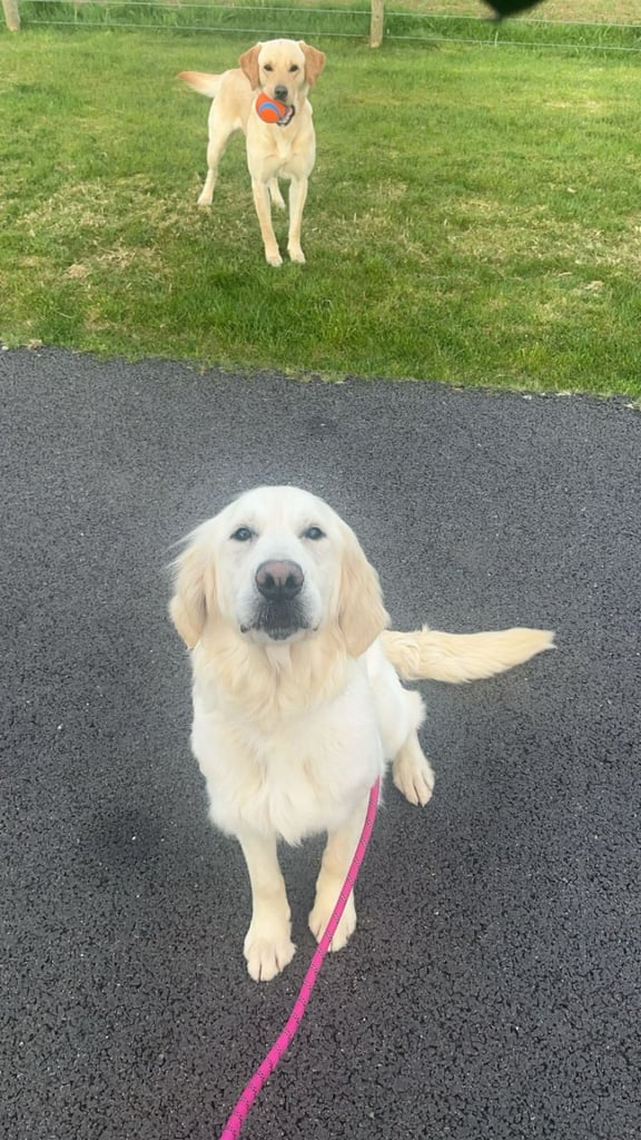 Bonnie - Beautiful Cream Retriever