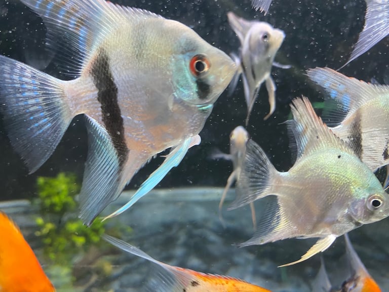 Angel fish