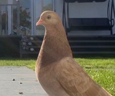 Beautiful pigeons for sale in Edinburgh from £10