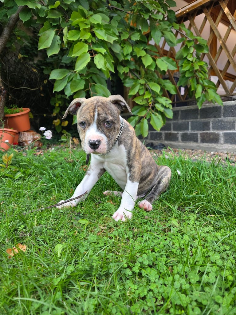 American bulldog puppy boy 