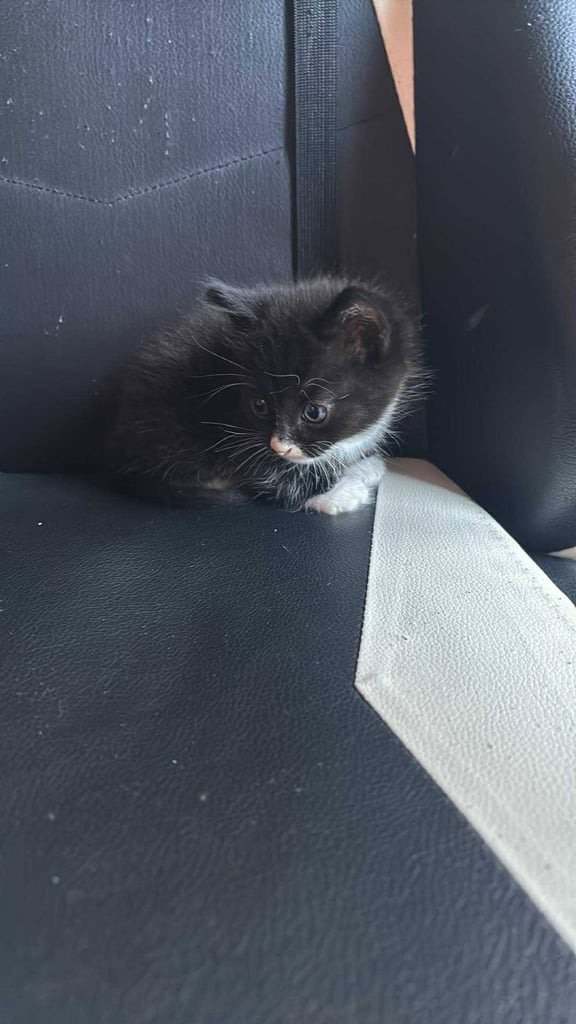 2 male kittens