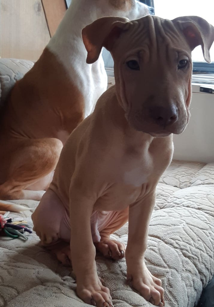 Presa cross puppies looking for homes 
