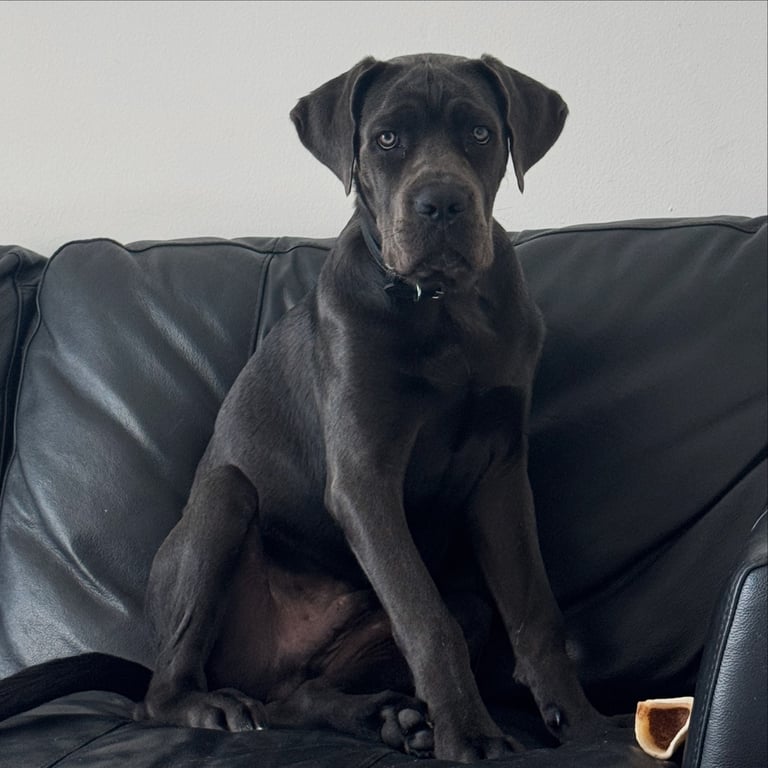 image for 9 month of Cane Corso