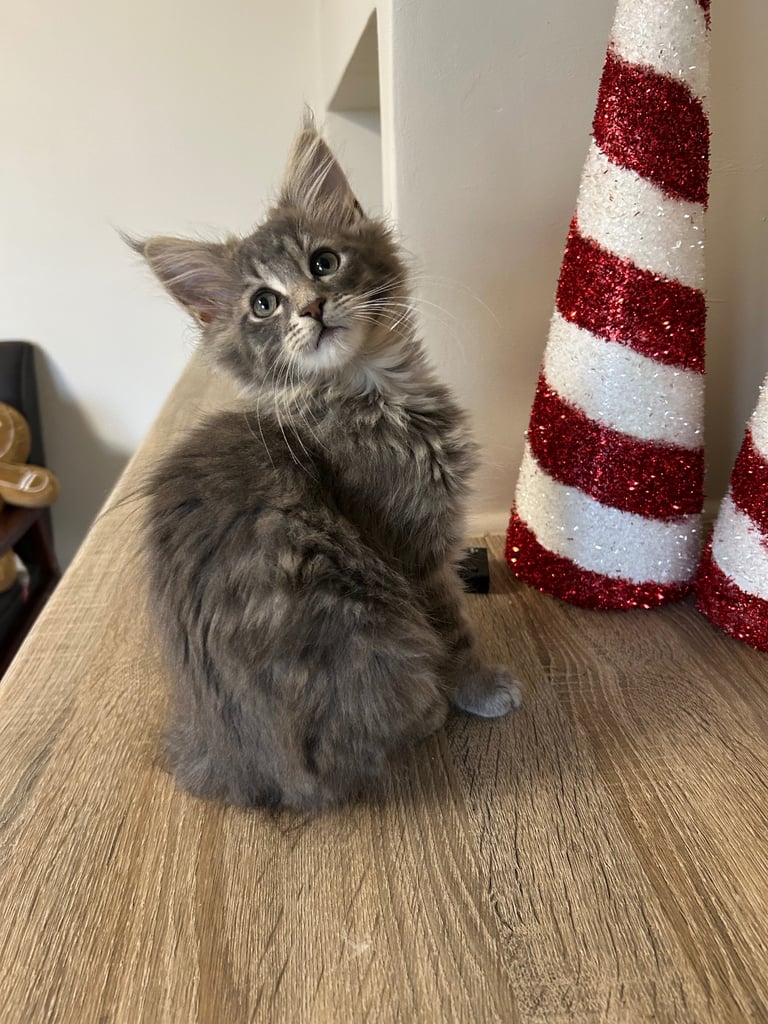 ✨ last Maine coon kitten ✨ ready to leave now