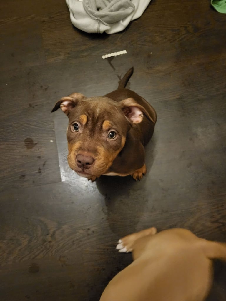 Staffordshire mix pup 