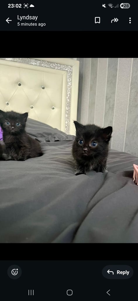Maine coon x kittens