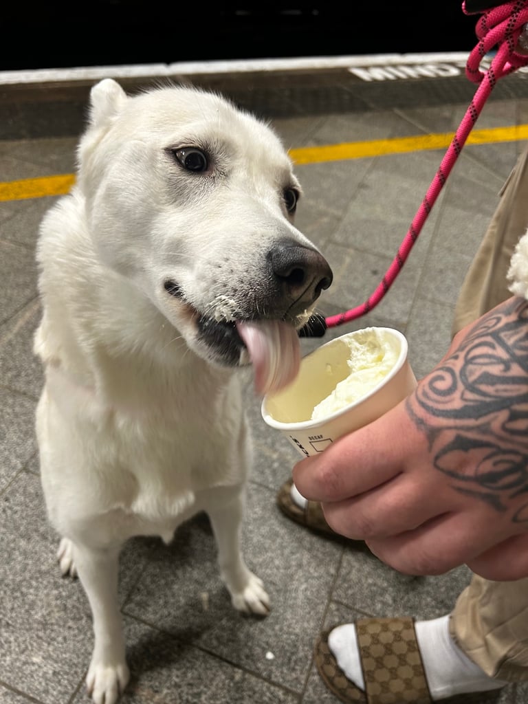 White short hair Siberian Husky  