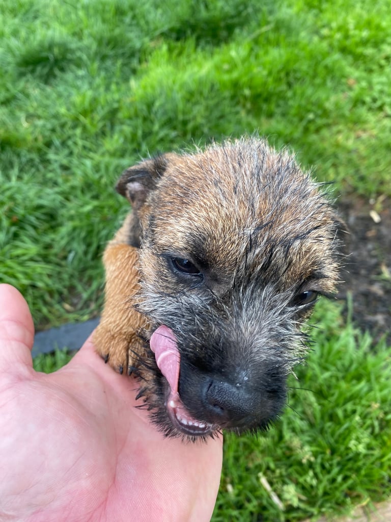 Border terrier 