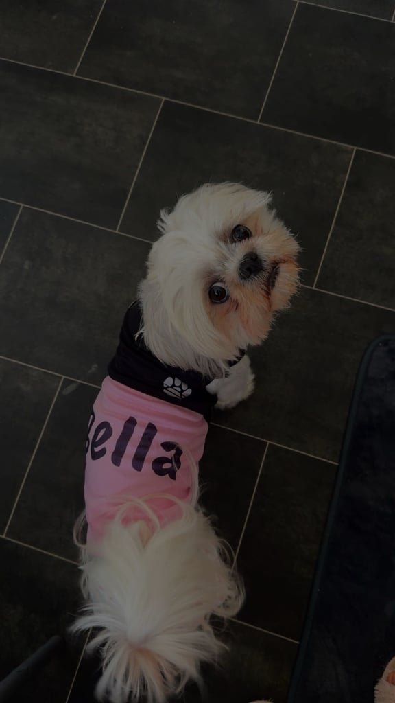 🐾 Shih Tzu – Bichon puppies for sale 🐾