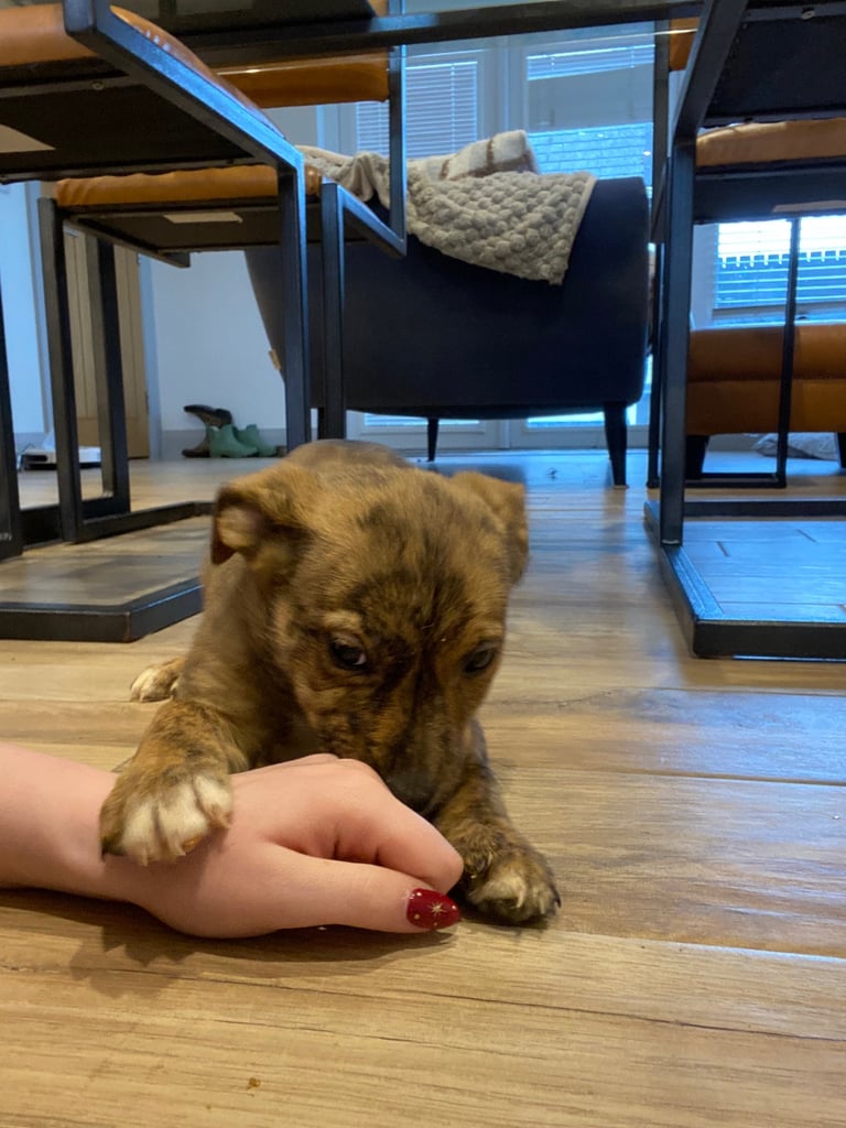 Staffordshire bull terrier x lab pups