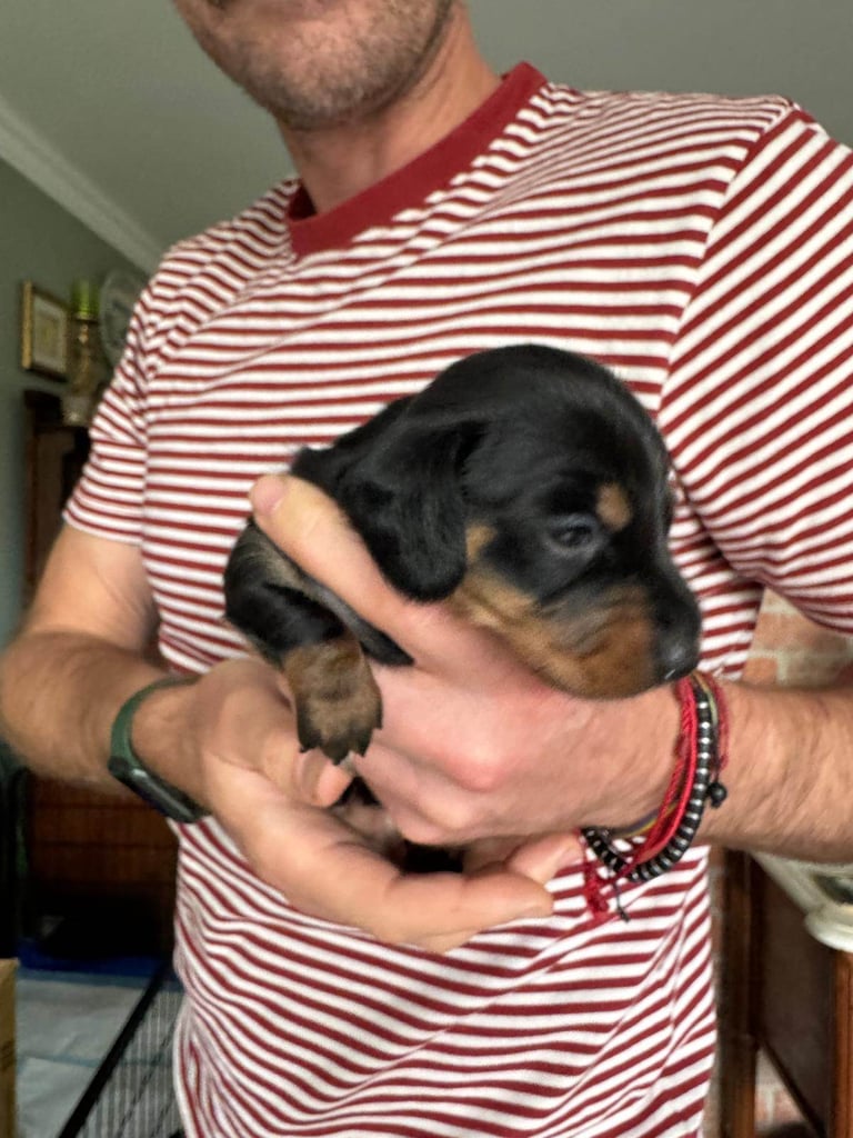 Miniature Dachshund Puppies   **Ready soon**