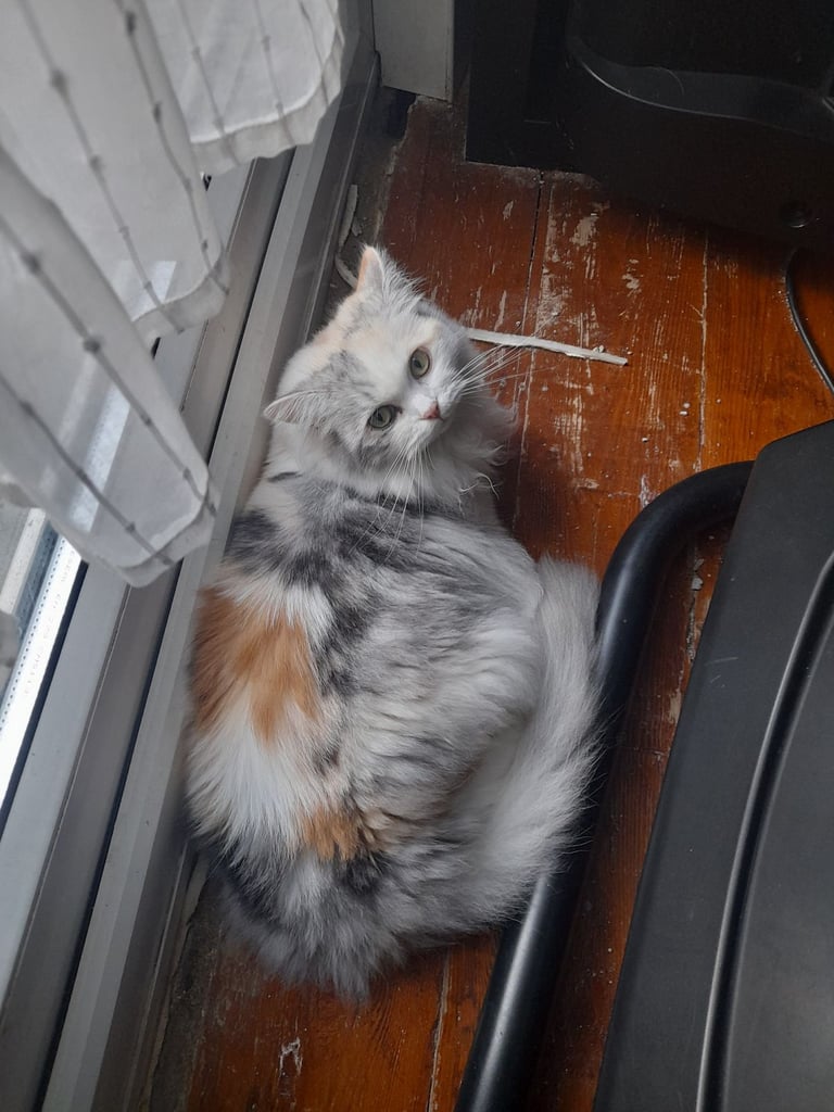 Persian female cat