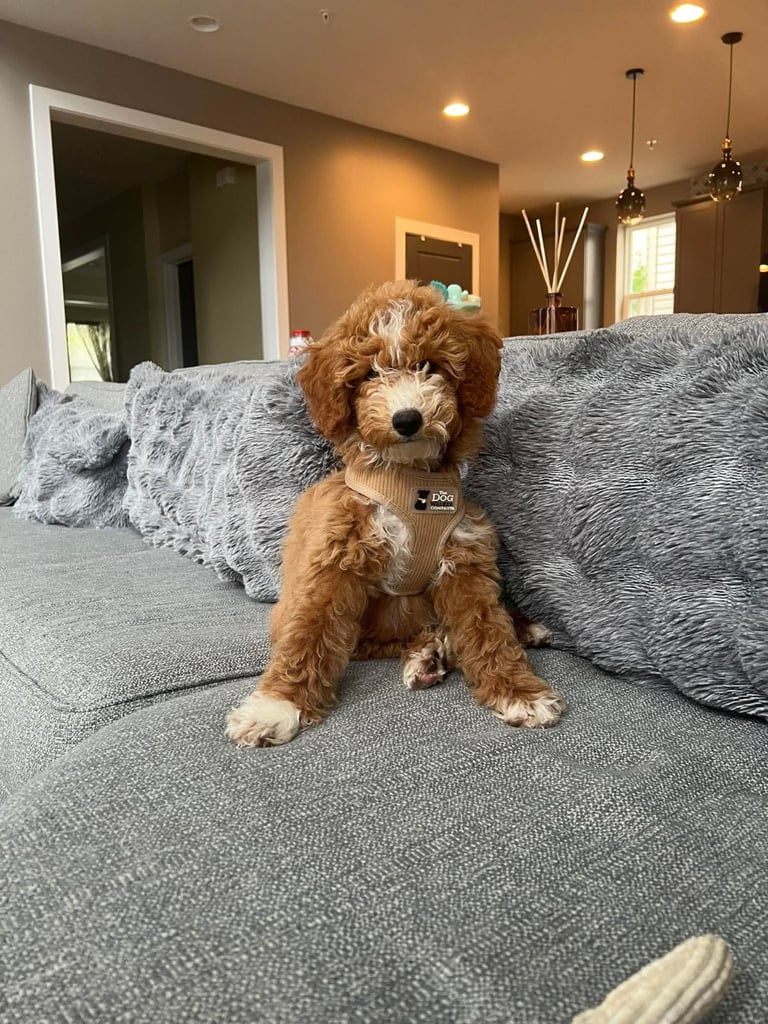 Poodle puppies looking for new homes 