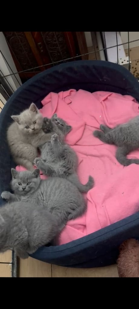 BRITISH SHORT HAIR LAST MALE BLUE Ready now  