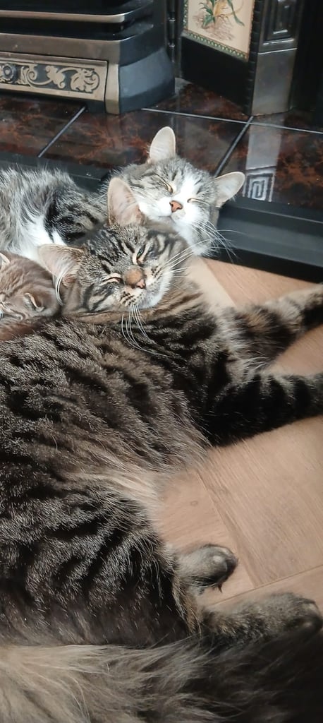 Adorable kittens for sale