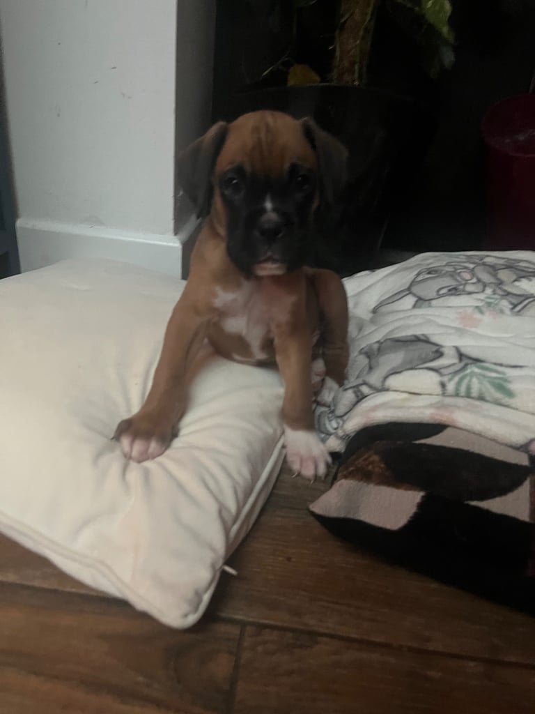 Boxers for sale. One bobtail one long tail 