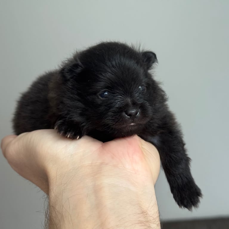 Fluffy and adorable Pomeranian puppies