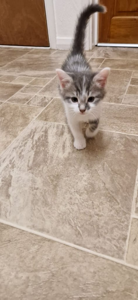 Maine coon X cross male kitten