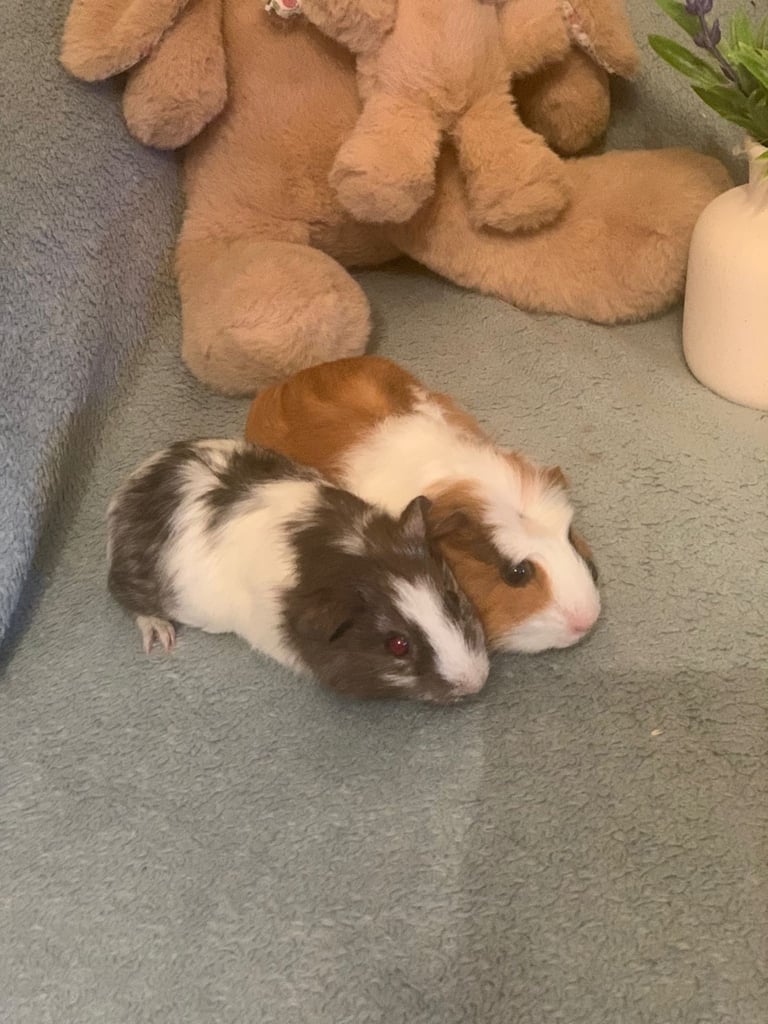 image for Baby Guinea Pigs For Sale
