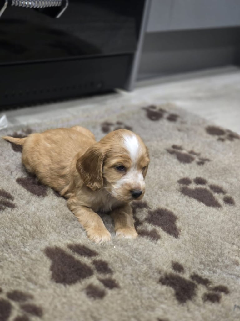 Show Cocker Spaniel Puppies 