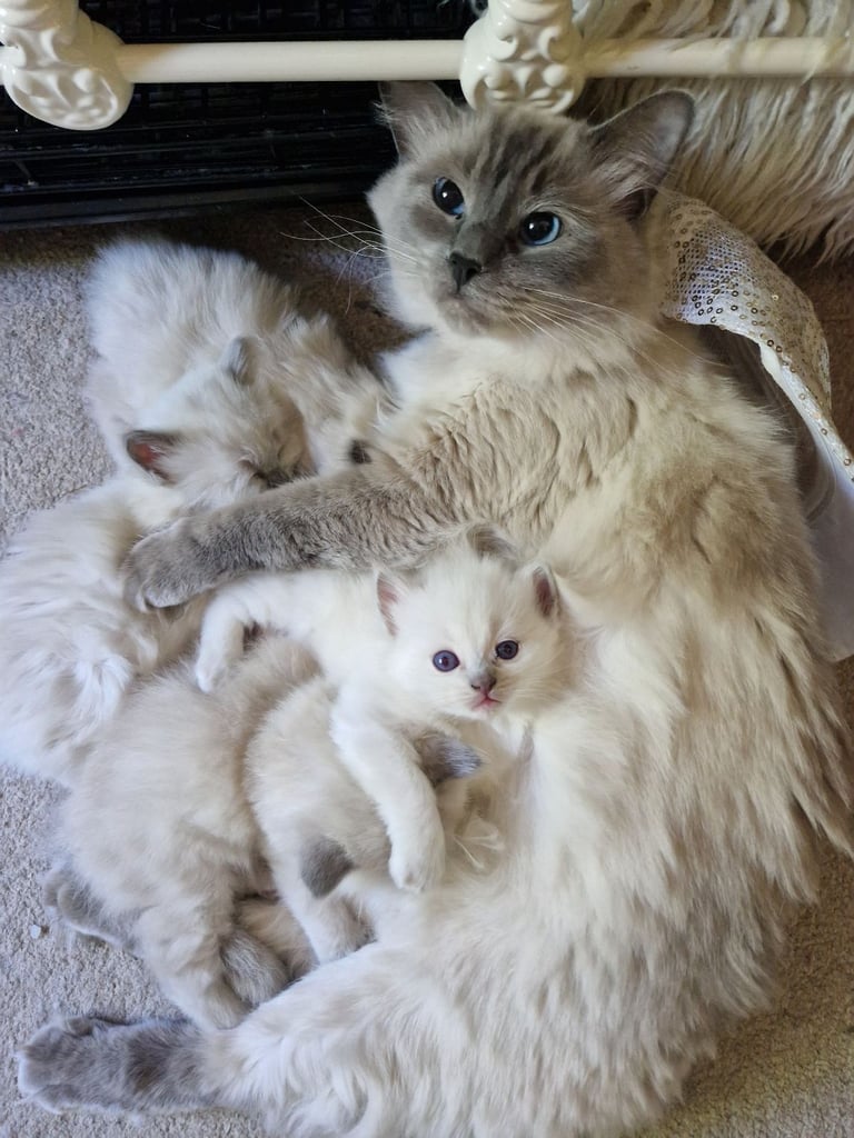 Ragdoll kittens 