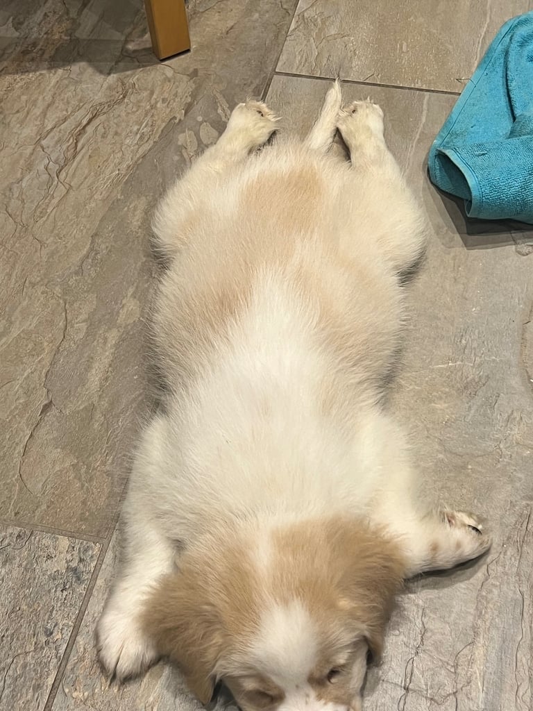[Last Few] Rare Samshie puppy Litter (Samoyed x Welshie)