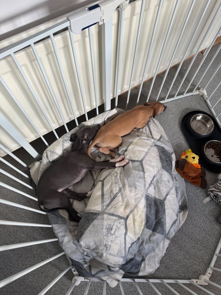 2 whippet puppy’s 