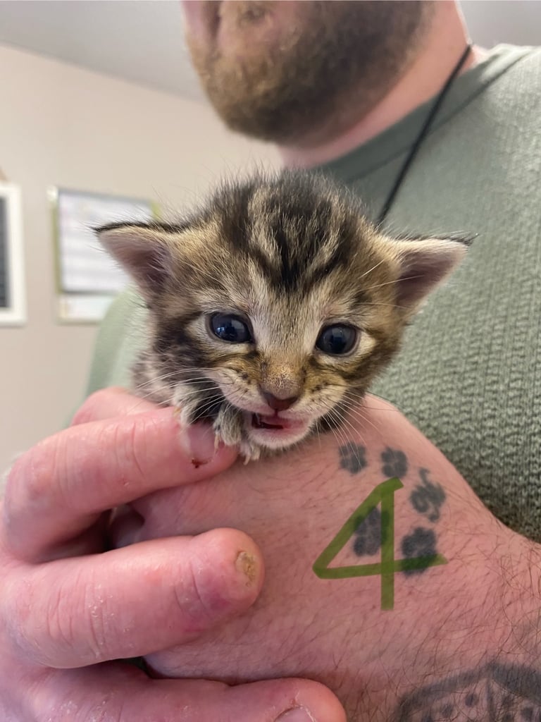 4 beautiful kittens