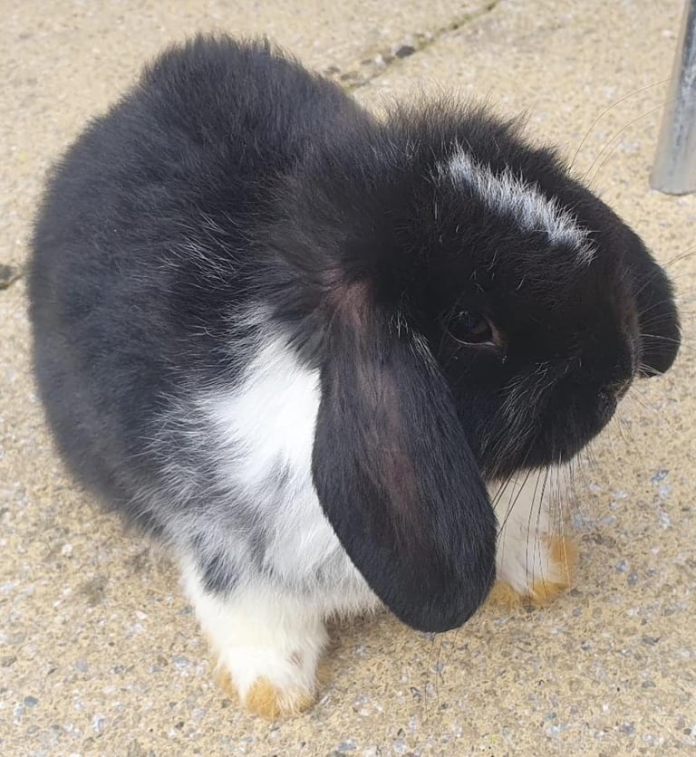 image for Minilop rabbit