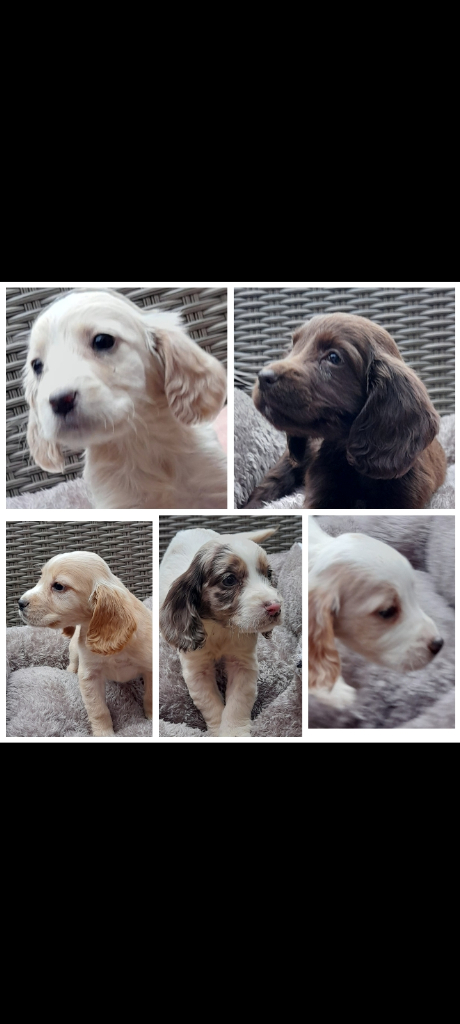5 meril cocker spaniel puppies ready for new loving homes 