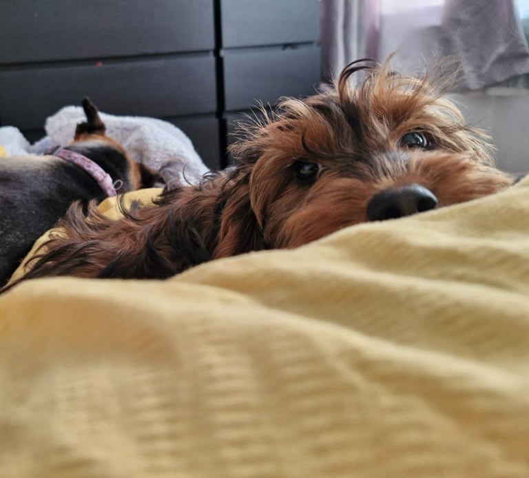 image for Gorgeous Cockapoo Puppy!