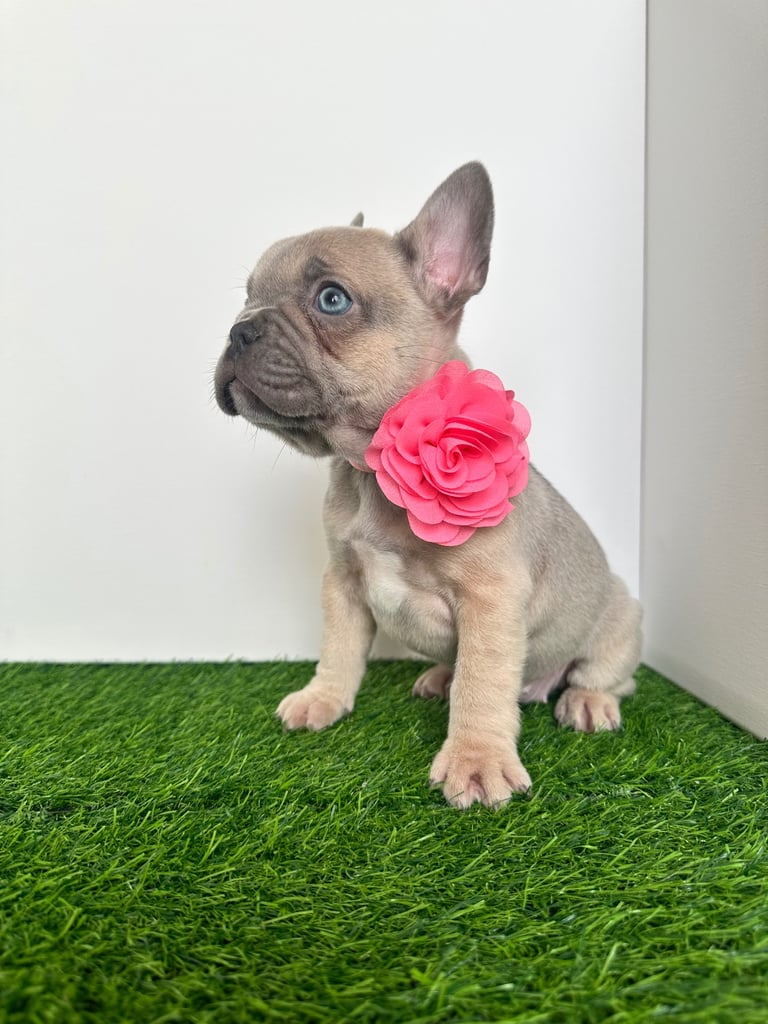 5 French bulldog puppies 