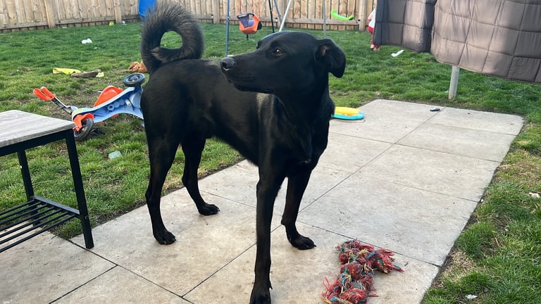 Lab cross dobe puppies