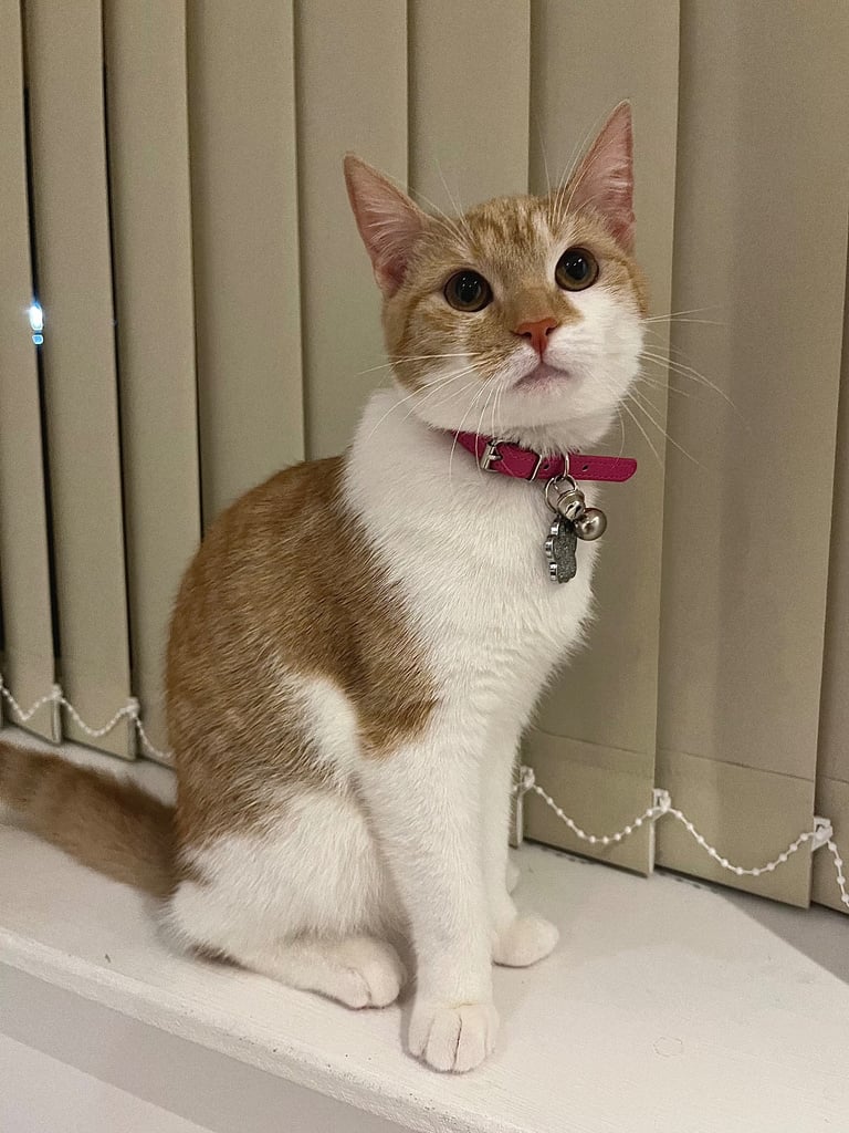 Ginger & White British Shorthair