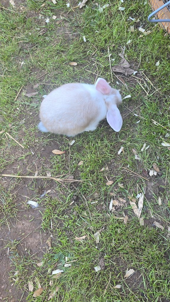 2 female baby rabbits please read description. 
