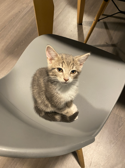 Adorable 12-Week Kitten + Food, Carrier, Toys & 20L Cat Litter – Ready Now!