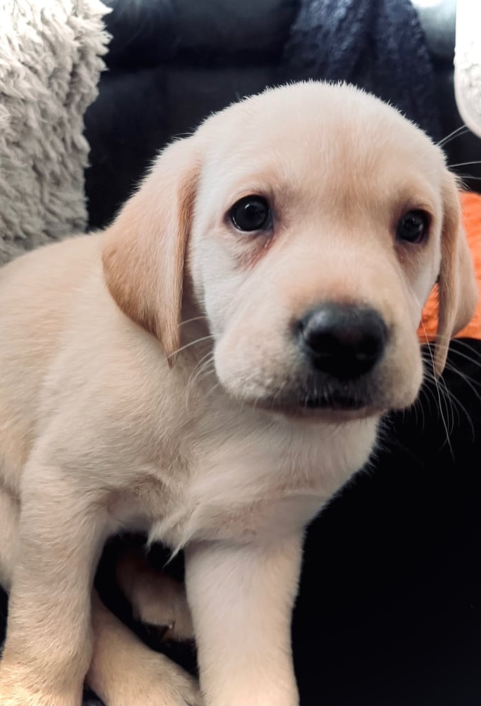 8 superb kc reg Labrador puppies ( 6 days and your pup can come home!!)—