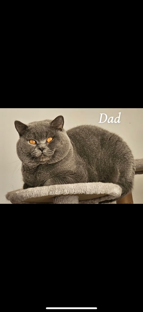 BSH kittens - All SOLD 