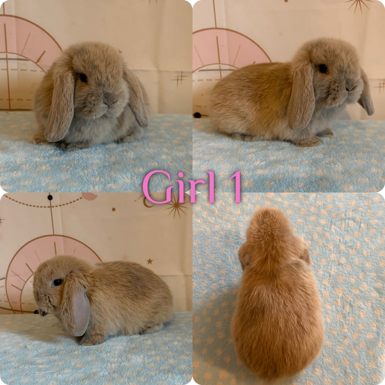 Baby Mini Lops Available 
